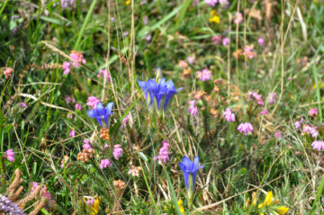 The marsh gentian is well distributed across the wet heaths of northern Galicia.