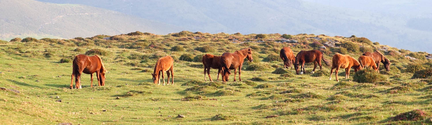Wild ponies in Galicia.