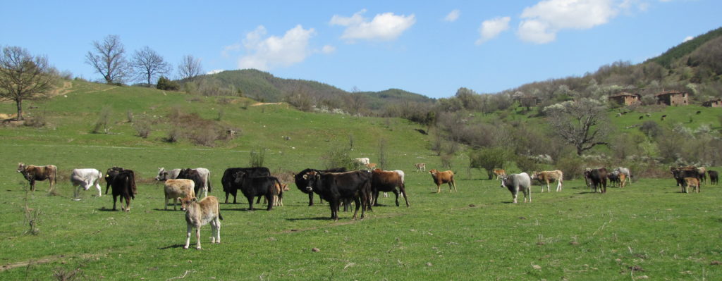 Rhodope shorthorn cattle on a pasture in the Rhodope Mountains