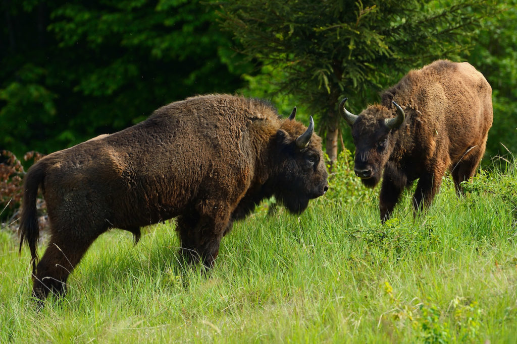 Benefits of different types of grazing reviewed | GrazeLIFE