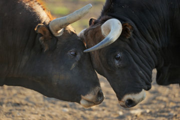 The classic head-to-head showdown between two bulls.