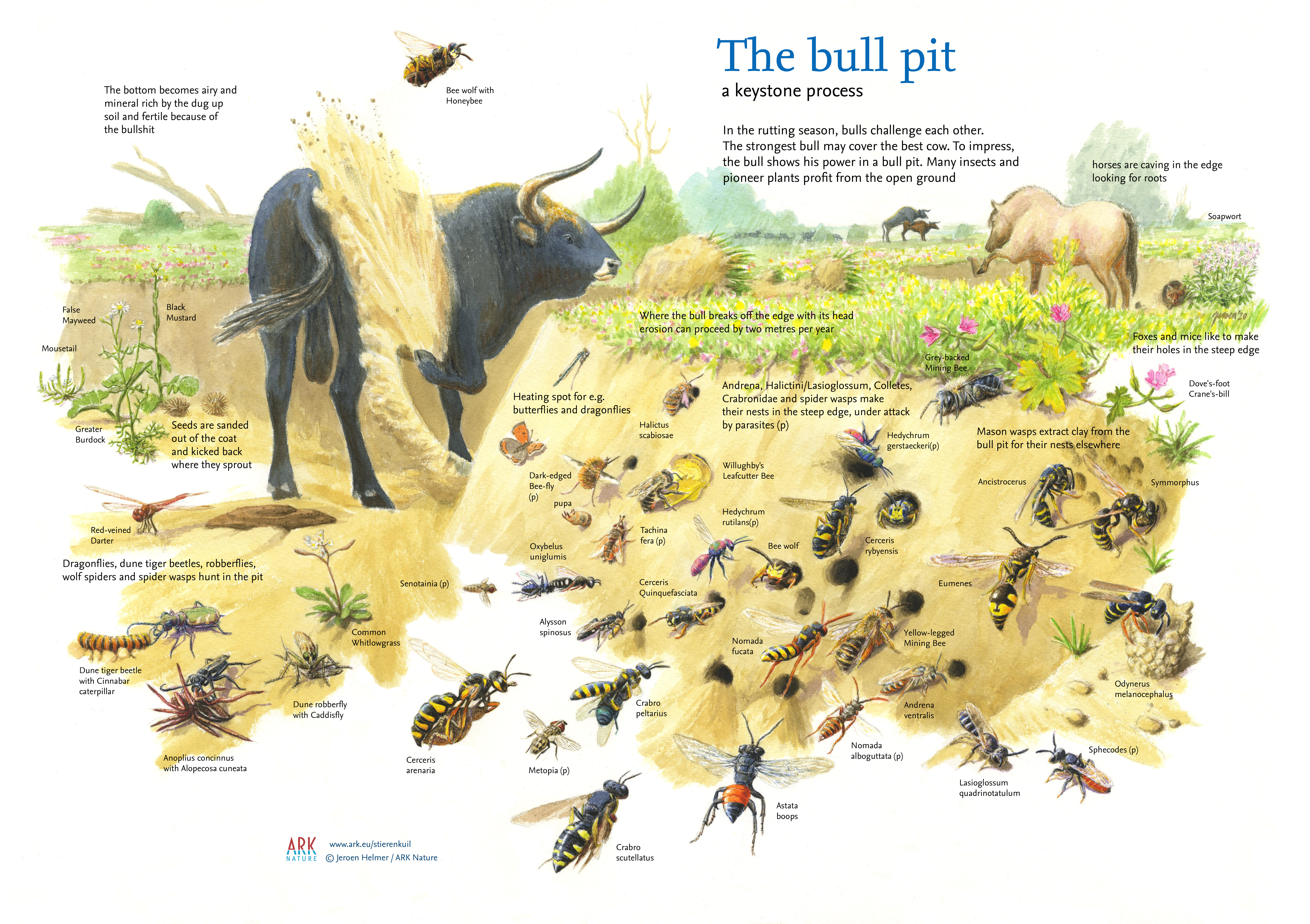 Totally digging it: how bulls provide the opportunity of a lifetime for  pioneer plants and insects | GrazeLIFE