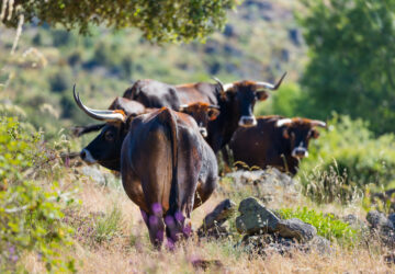 Grazing cattle in Western Iberia