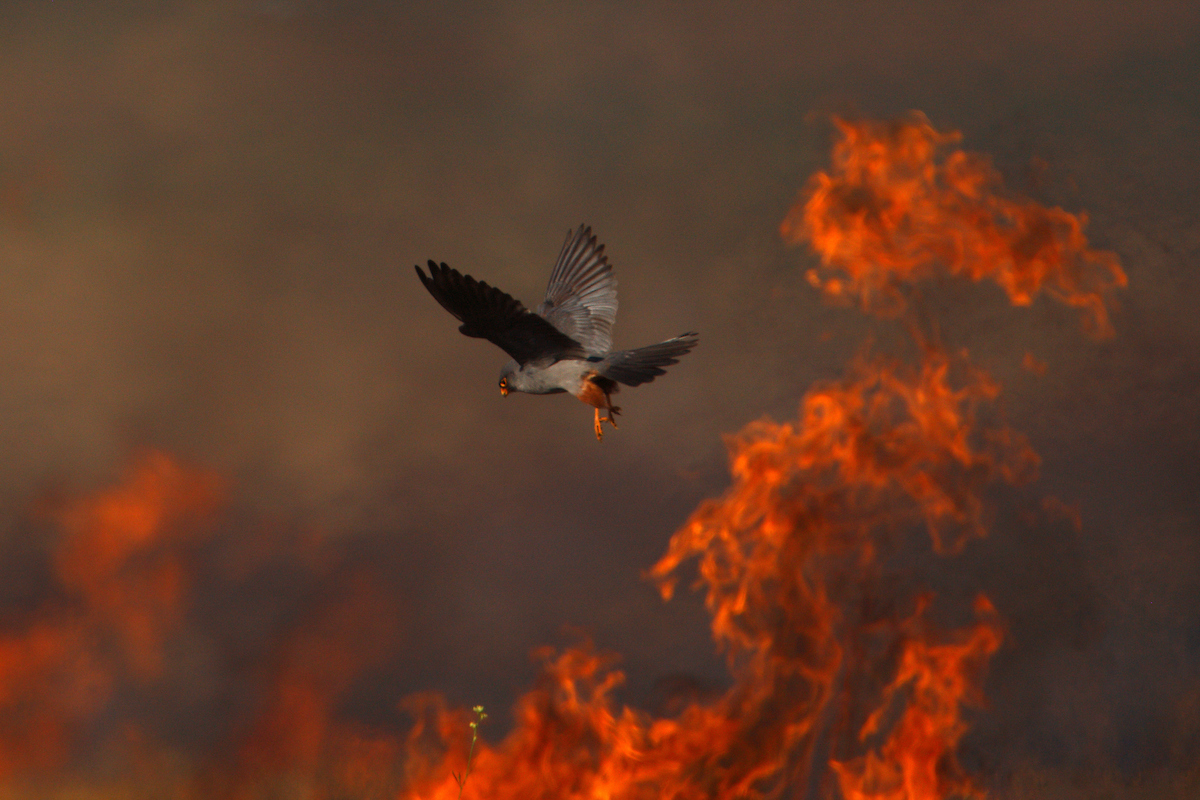 Male Red-footed Falcon hunting over burning steppe fields, Bagerova Steppe, Kerch Peninsula, Crimea, Ukraine