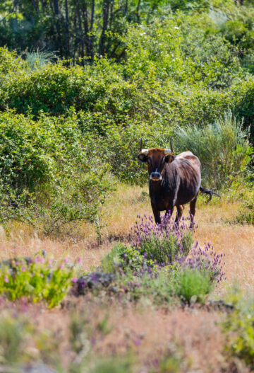 Maronesa cow, Natural grazing, Faia Brava Nature Reserve, Greater Coa Valley, Western Iberia, Rewilding Portugal, Rewilding Europe, Portugal, Europe