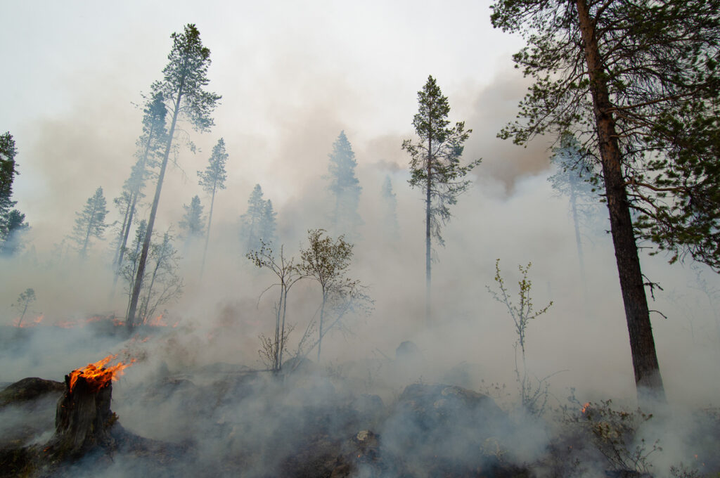 Forest fire, but a controlled one, burning off a clearcut area in order to try to speed up the forest rocuperation process. It is called Conservation Burning... Outside Porjus, Norrbotten, Lapland, Sweden