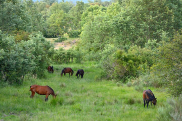 Wild horses, Retuertas horses living wild in the CAMPANARIOS DE AZÁBA RESERVE, SALAMANCA PROVINCE, CASTILLA Y LEÓN, SPAIN, in the Western Iberia rewilding area