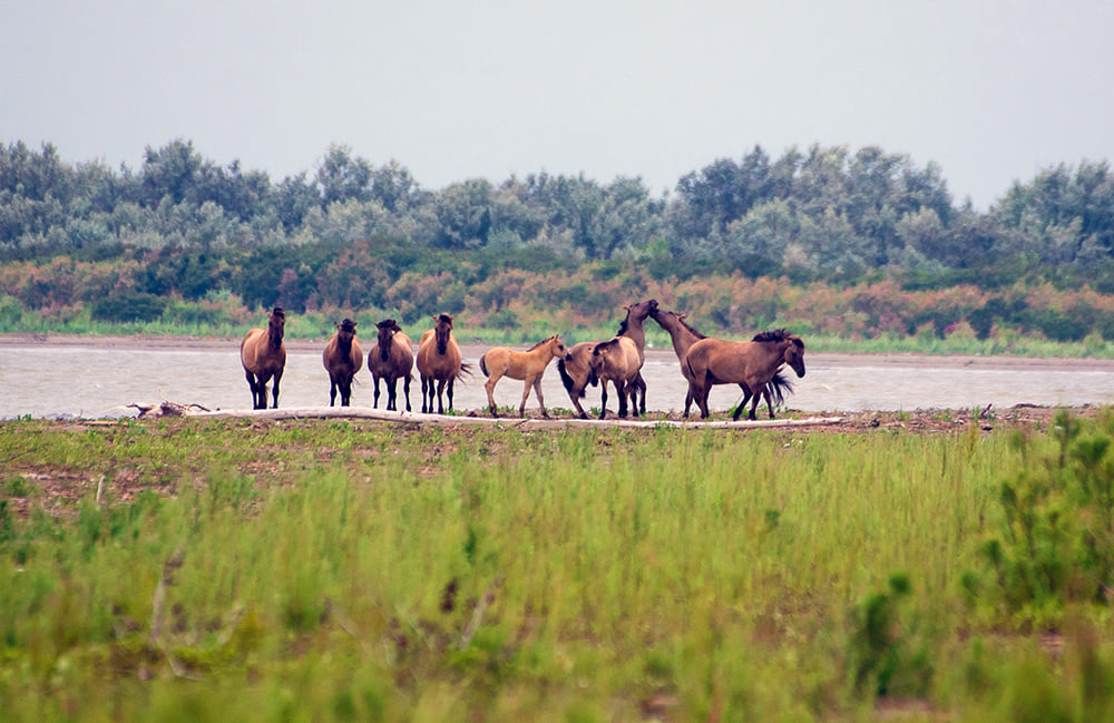 A herd of horses in the Danube Delta